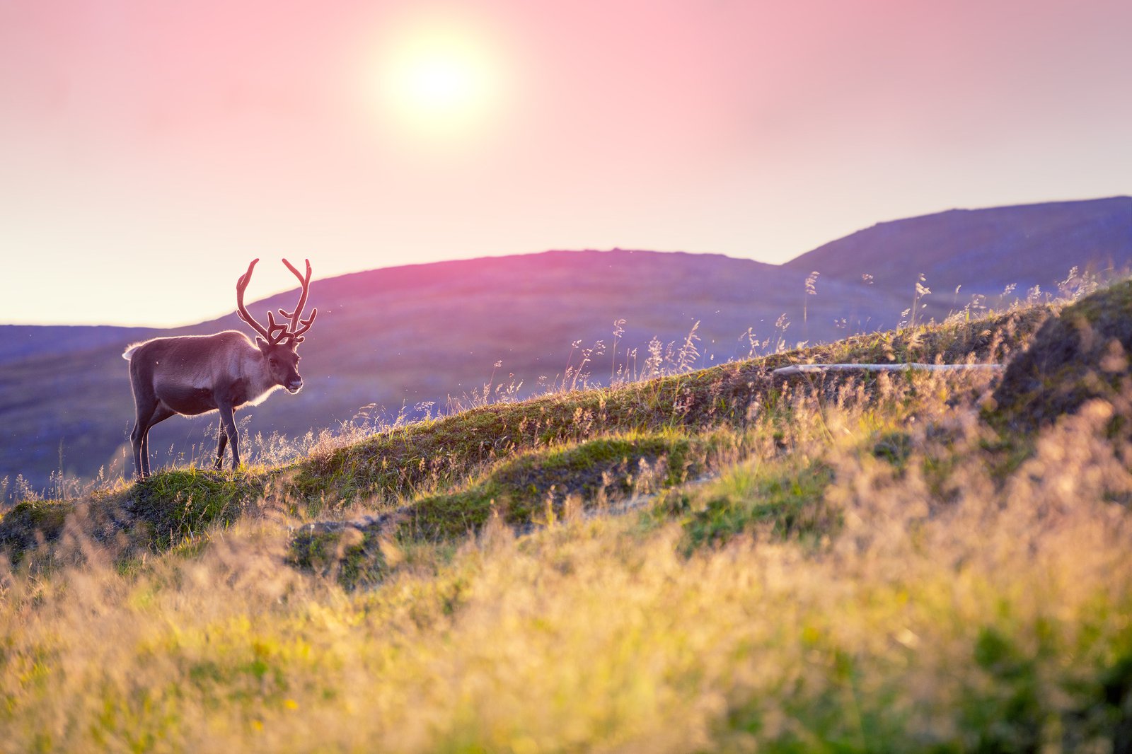 Sápmi / Lapland.